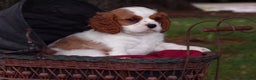 Cavalier King Charles Spaniel dogs for sale: Hugo - Ad 2