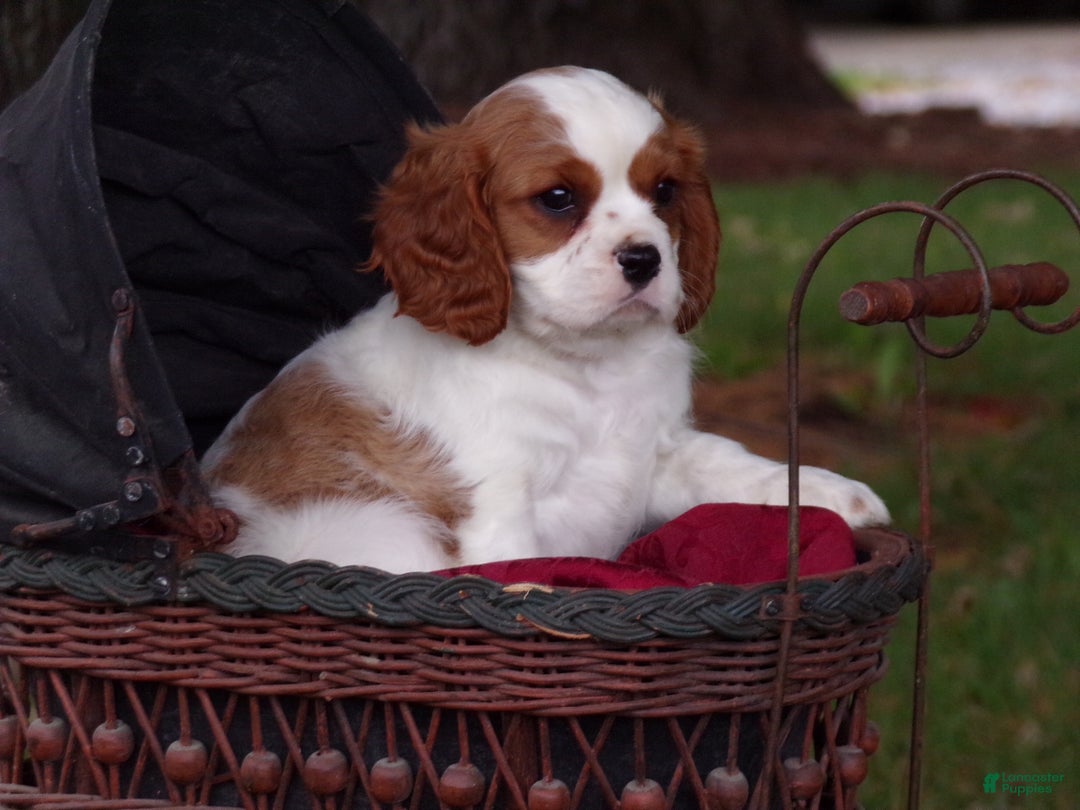 Cavalier King Charles Spaniel dogs for sale: Hugo - Ad 2