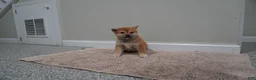Shiba Inu dogs for sale: Shiba Inu Puppy 3 - Ad 4
