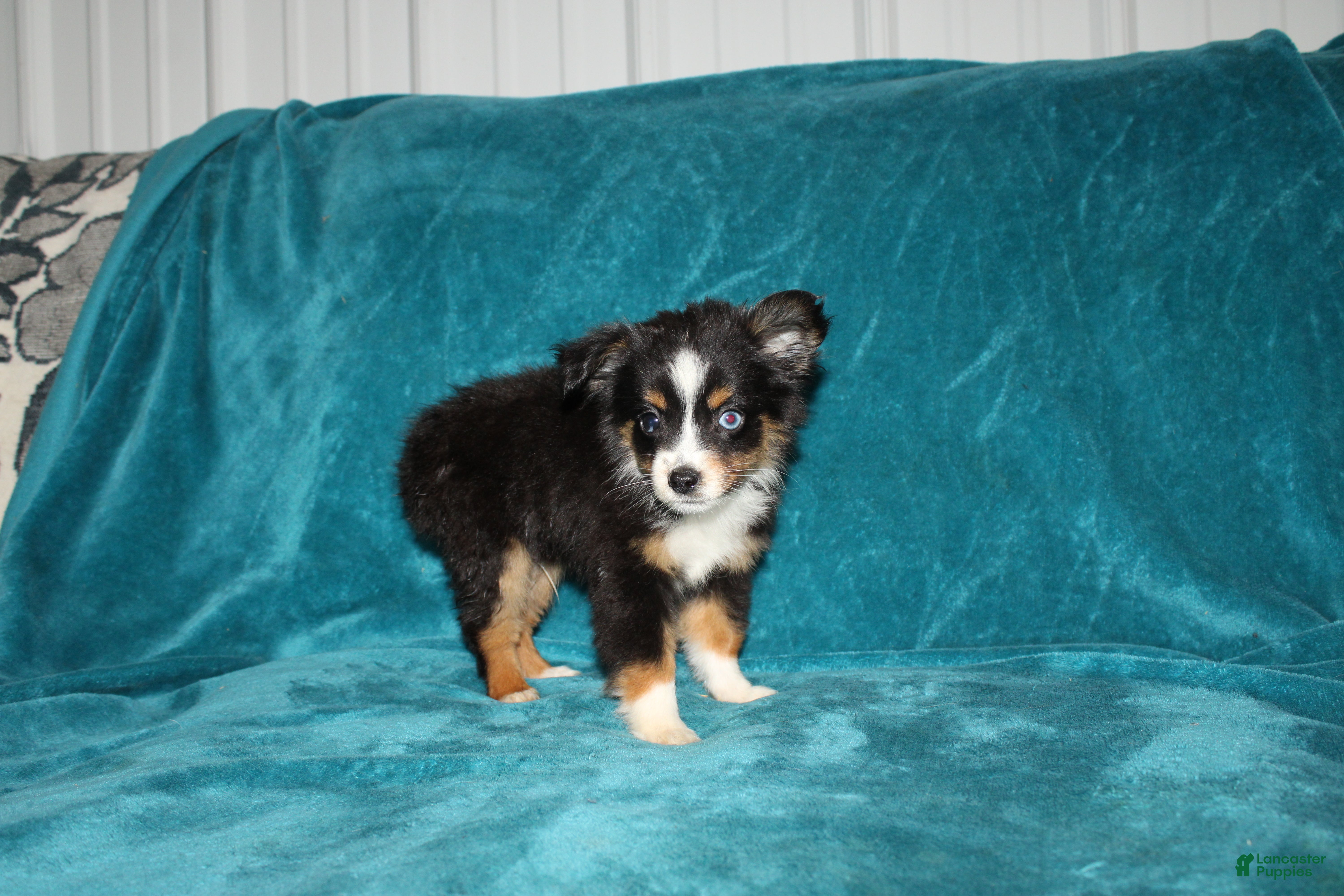 Miniature Australian Shepherd dogs Sparky - Ad 2