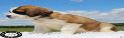 Saint Bernard dogs for sale: Fern - Ad 3