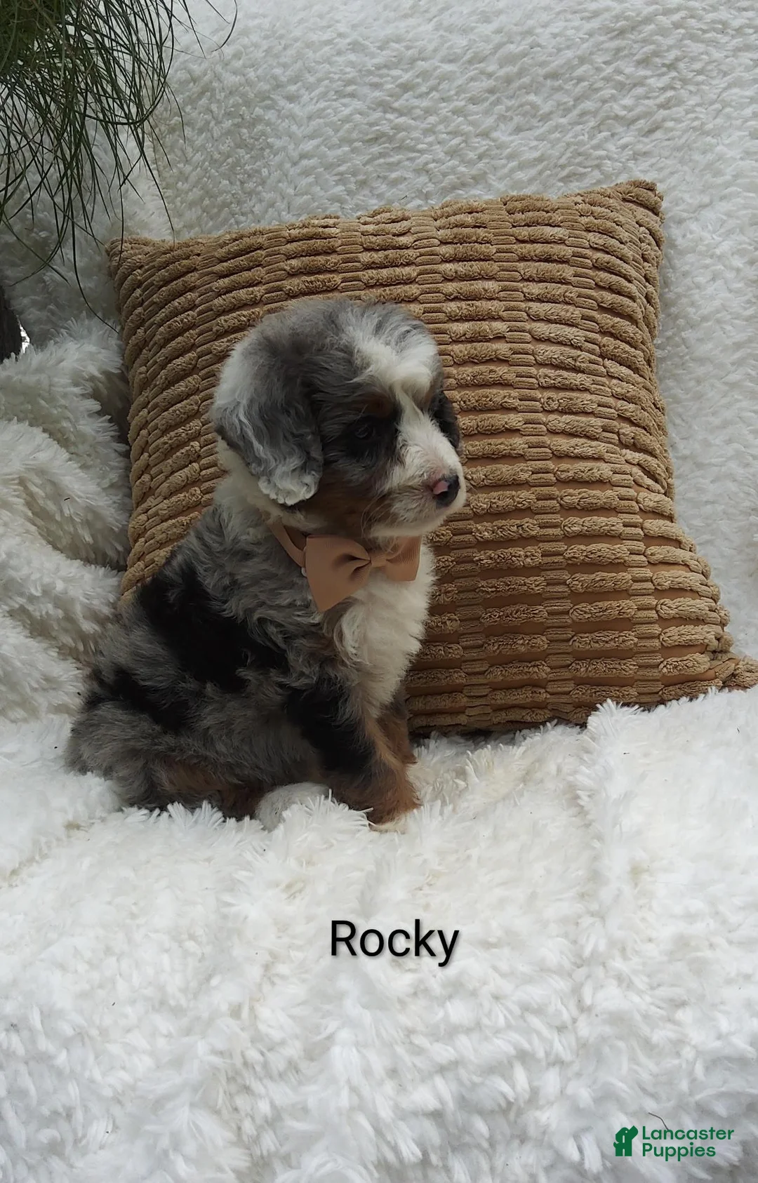 Mini Bernedoodle dogs for sale: Rocky  - Ad 2