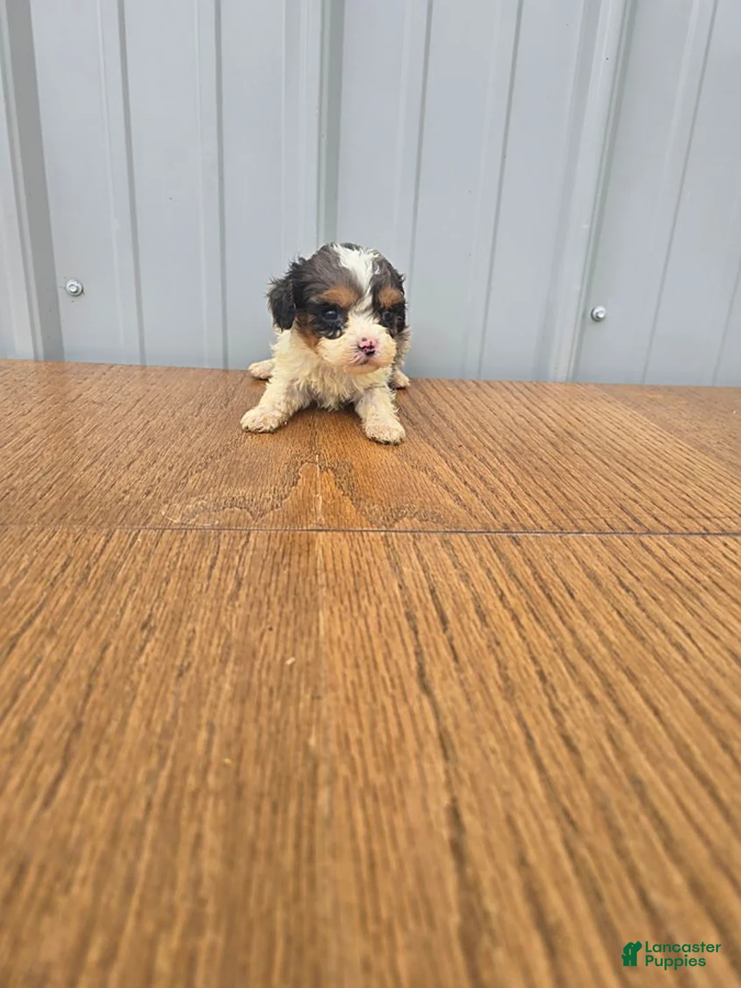 Cavapoo dogs for sale: Betsy - Ad 3