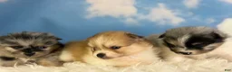 Pomeranian dogs for sale: ACA puzzle - Ad 7
