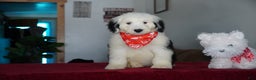 Sheepadoodle dogs for sale: Snoopy - Ad 3