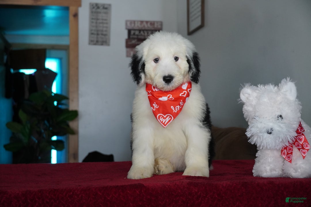 Sheepadoodle dogs for sale: Snoopy - Ad 3