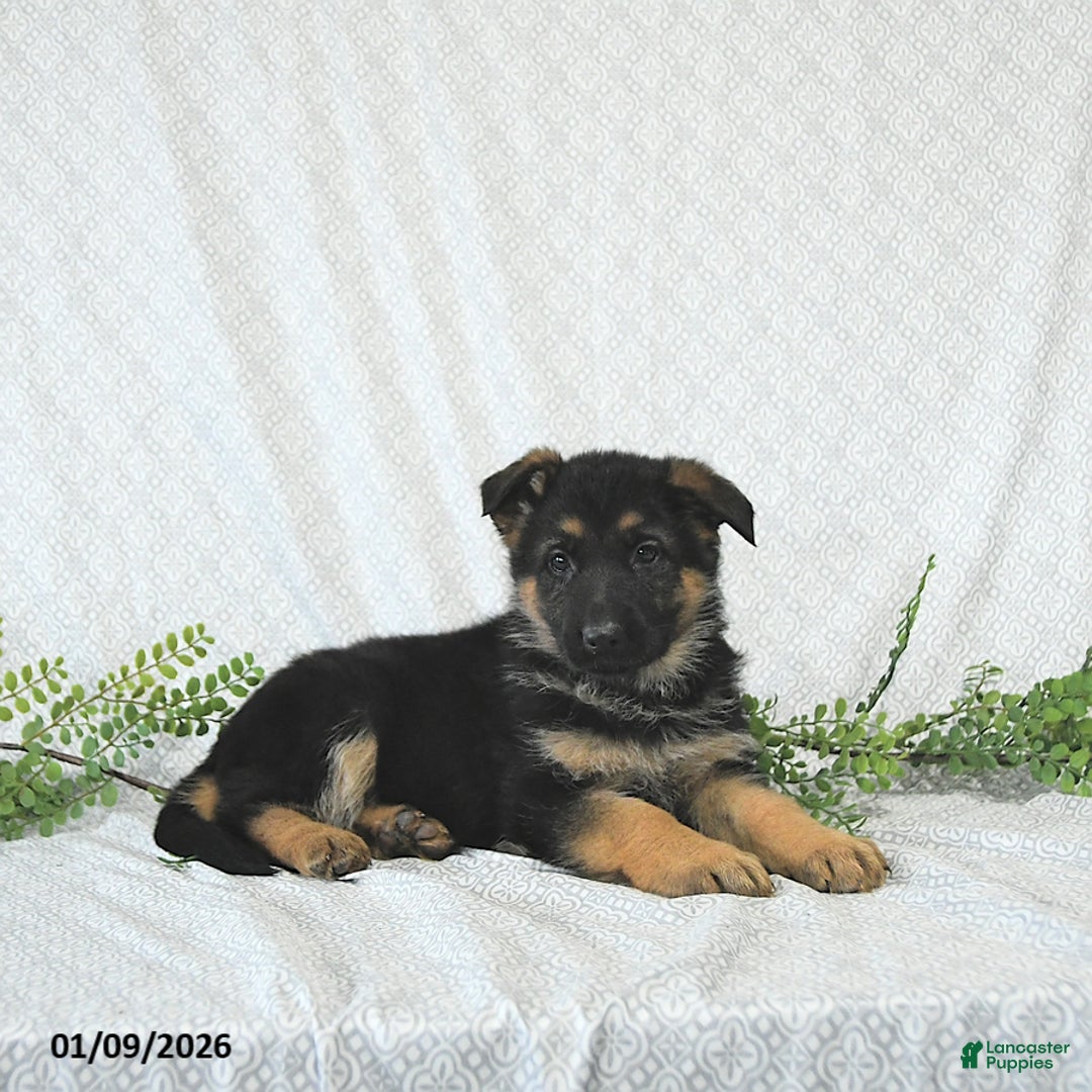German Shepherd dogs for sale: Willow - Ad 3