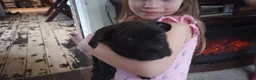 American Bully dogs for sale: Victoria Anthony - Ad 5