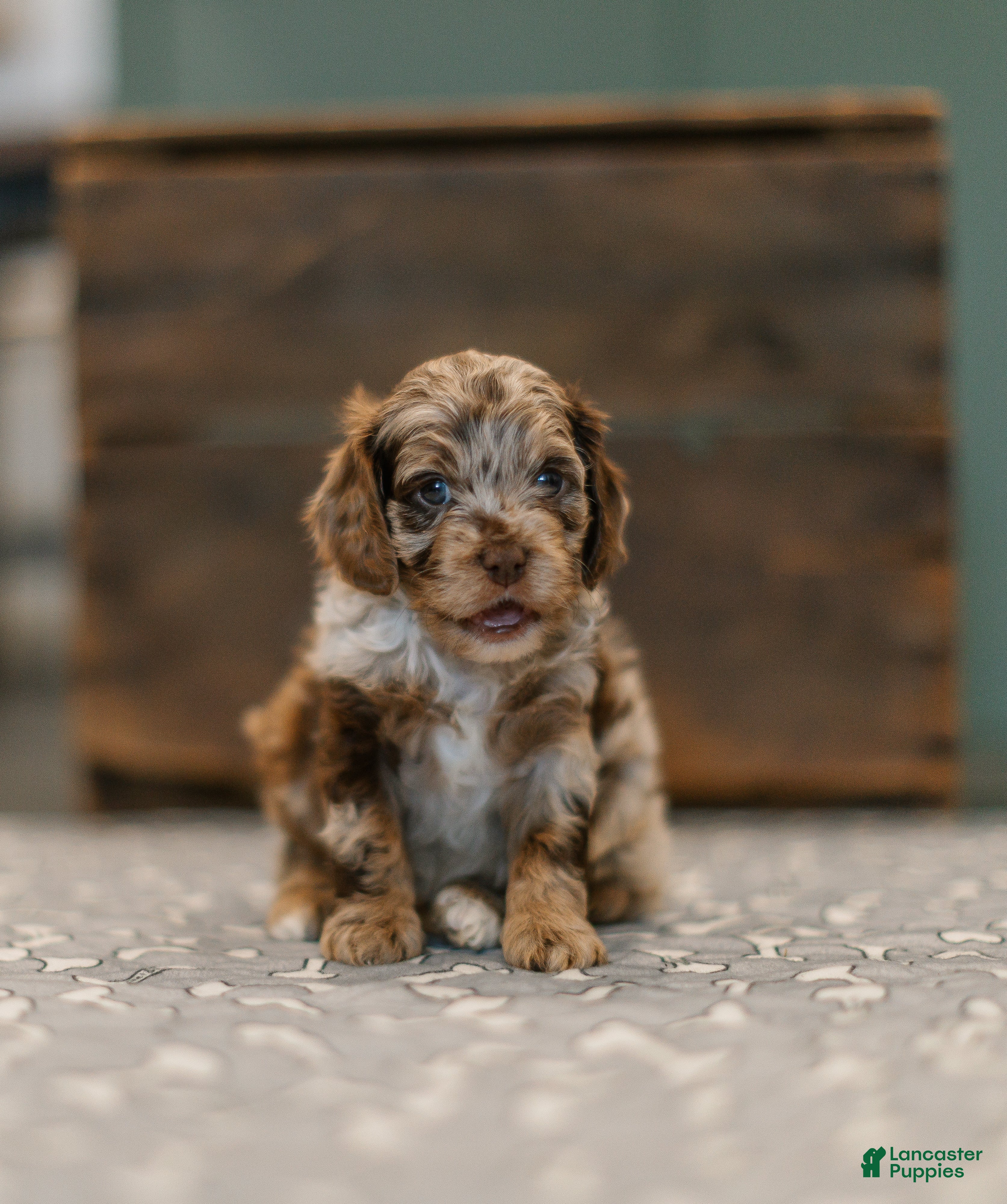 Cockapoo dogs for sale: Jubilee  - Ad 4