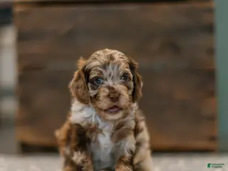 Cockapoo dogs for sale: Jubilee - Ad 4