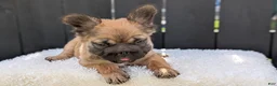 French Bulldog dogs for sale: Olive - Ad 5