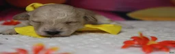 Toy Poodle dogs for sale: Simon  - Ad 6