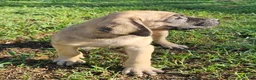English Mastiff dogs for sale: English Mastiff Eve - Ad 10
