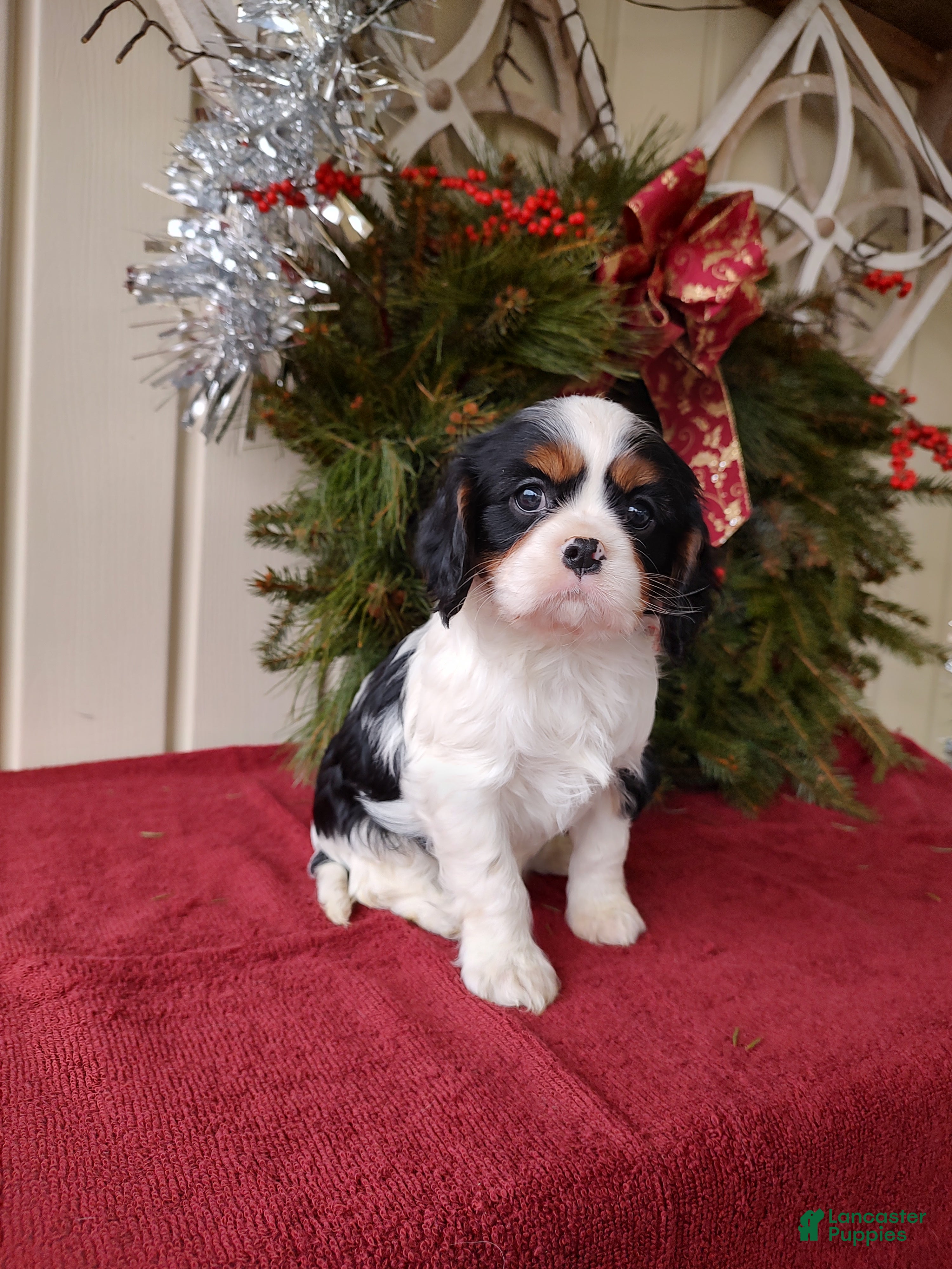 Cavalier King Charles Spaniel dogs Bruce - Ad 39