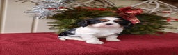 Cavalier King Charles Spaniel dogs for sale: Bruce - Ad 4