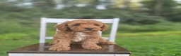 Cavapoo dogs for sale: Callie - Ad 5