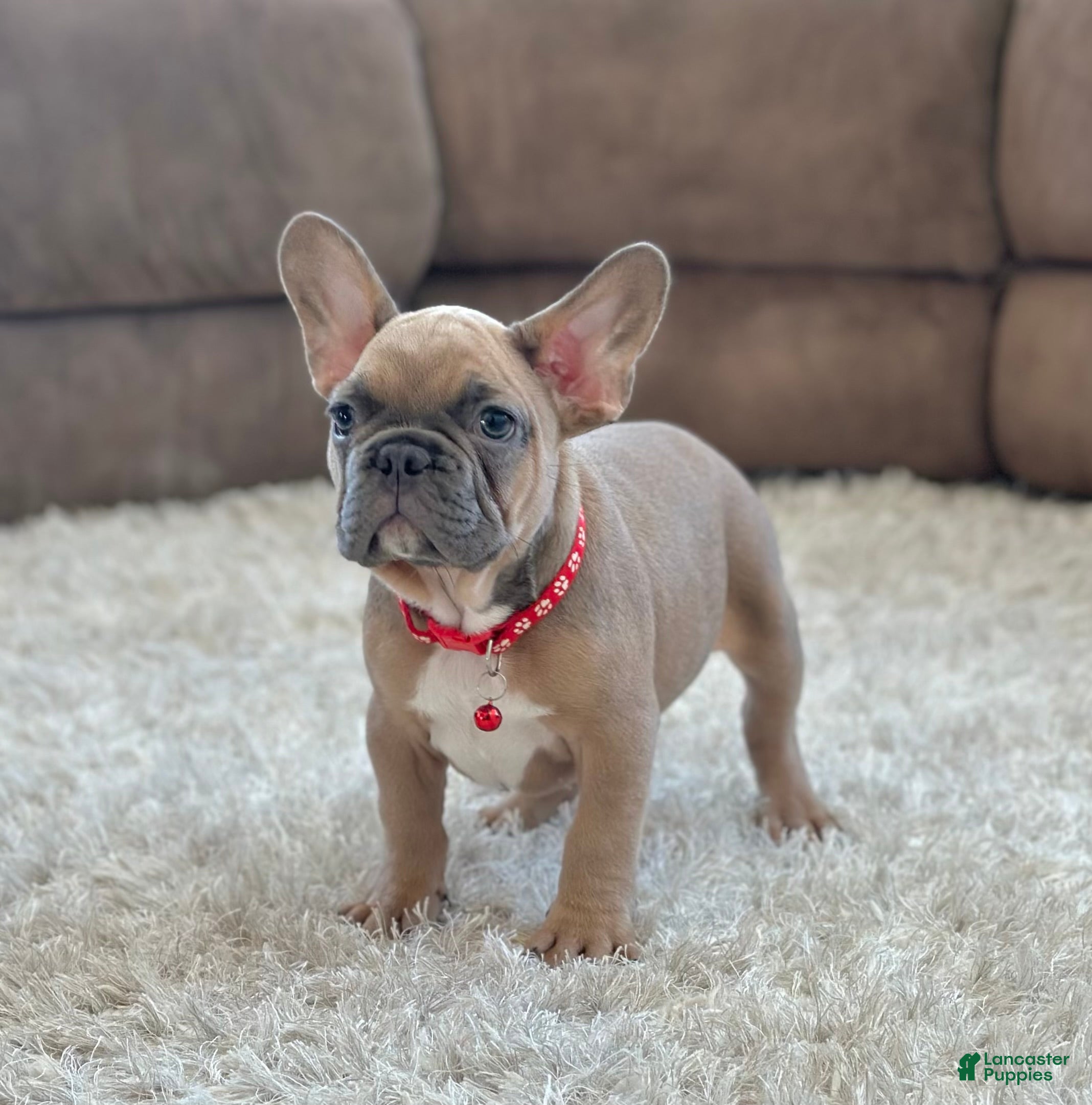 French Bulldog dogs Baxter - Ad 2