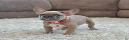 French Bulldog dogs for sale: Baxter - Ad 2