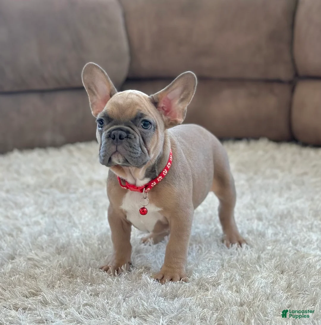 French Bulldog dogs for sale: Baxter - Ad 2