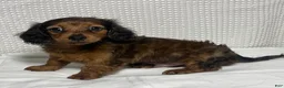 Miniature Dachshund dogs for sale: Theo  - Ad 6