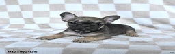 French Bulldog dogs for sale: Hannah - Ad 2