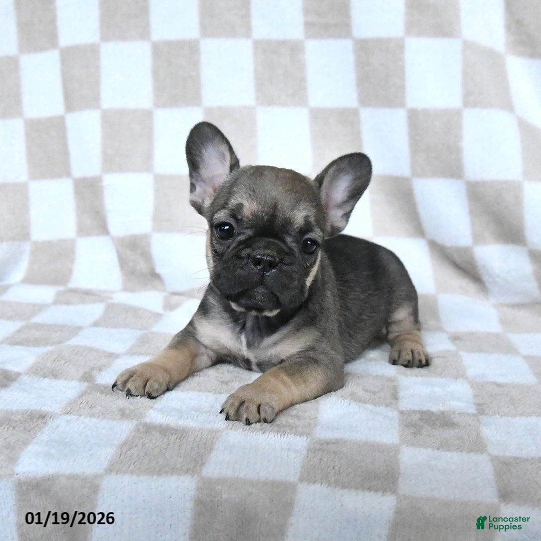 French Bulldog dogs for sale: Hannah - Ad 2