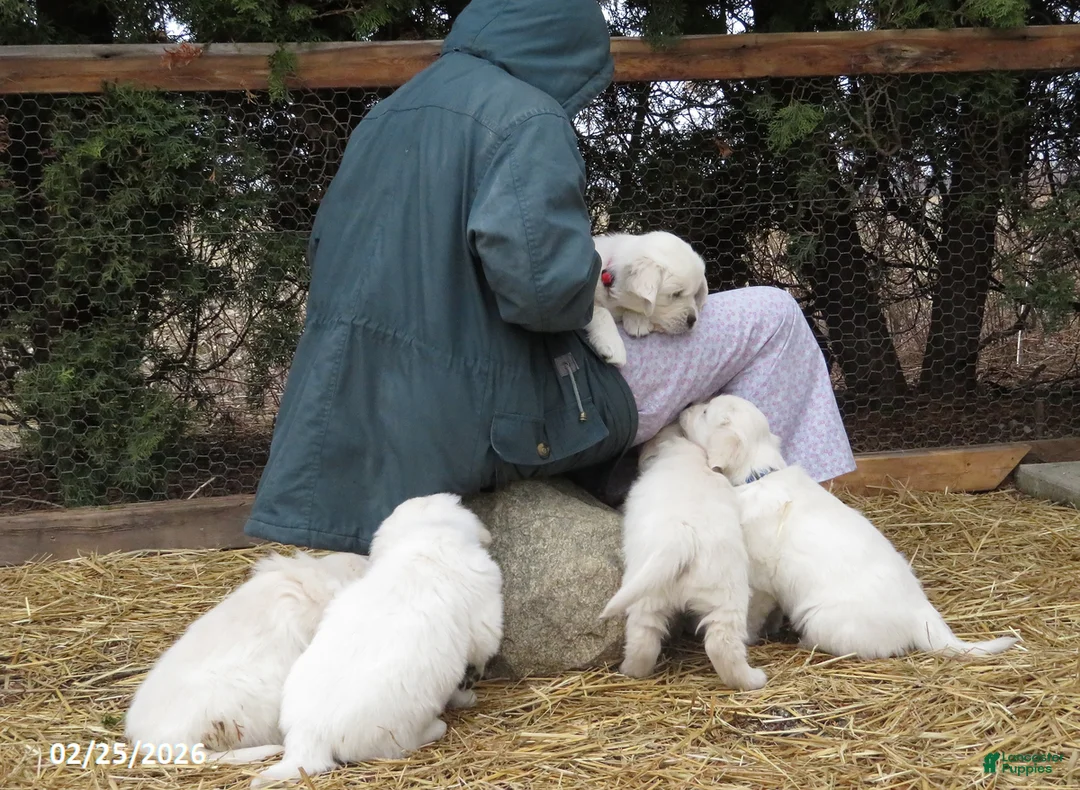 Golden Retriever dogs for sale: Barney - Ad 26