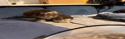 Bernedoodle dogs for sale: Athena - Ad 6