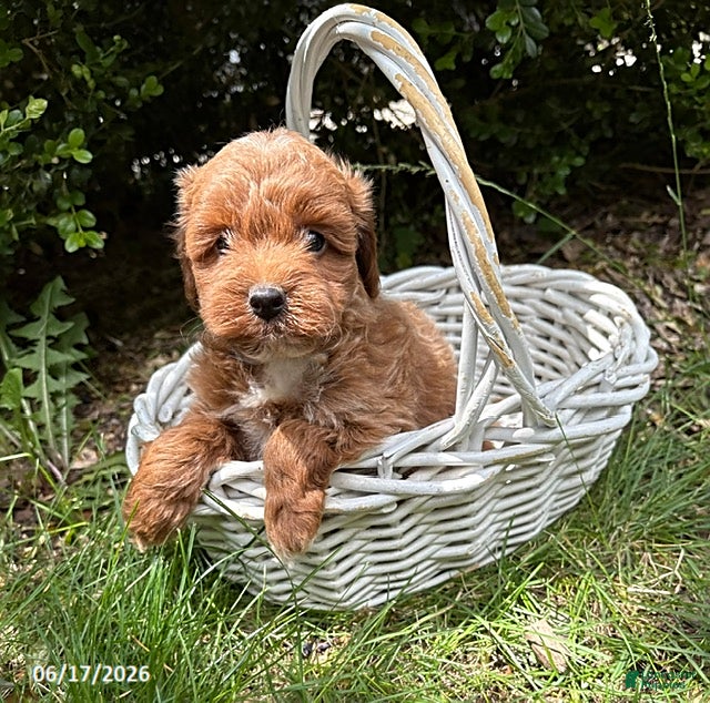 Mini Goldendoodle dogs Brinley - Ad 1