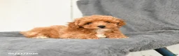 Toy Poodle dogs for sale: Lilac - Ad 3