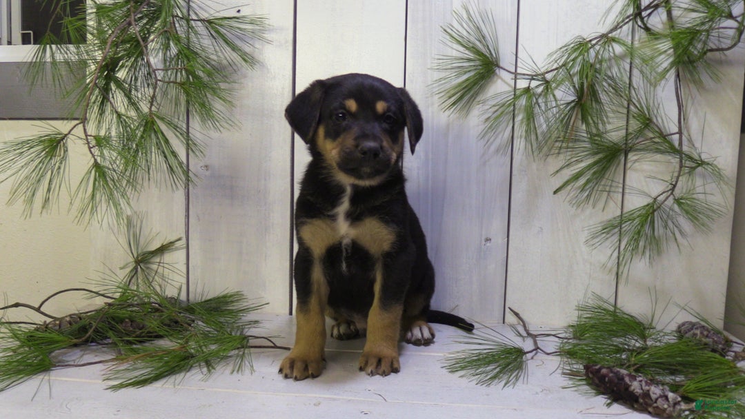 German Shepherd dogs for sale: Jax - Ad 9