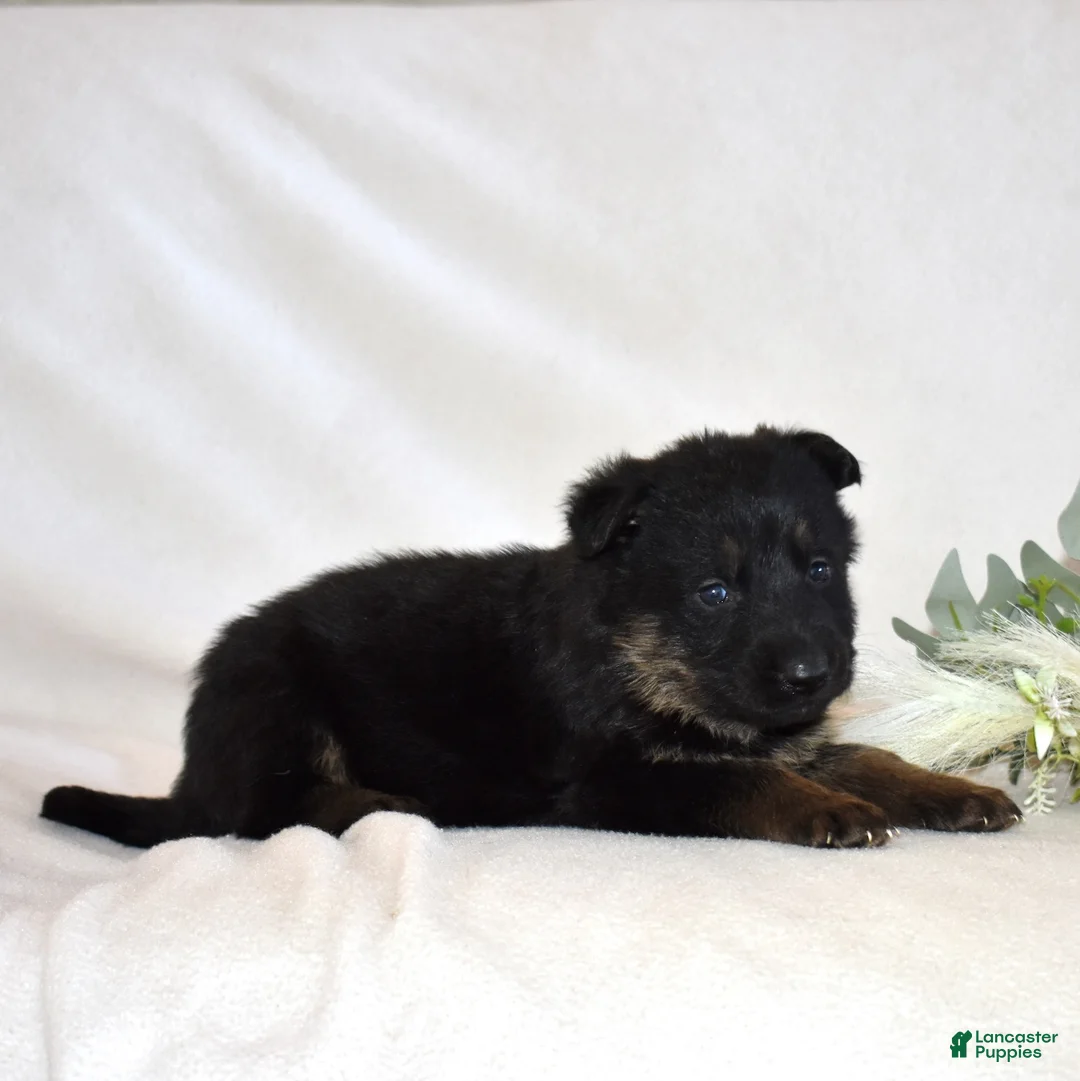 German Shepherd dogs for sale: Sage - Ad 6