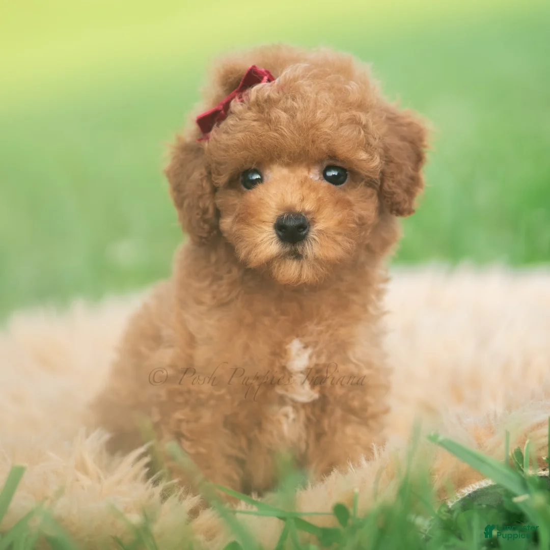 Toy Poodle dogs for sale: Milo AKC - Ad 10
