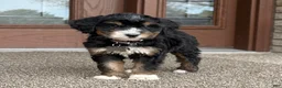 Bernedoodle dogs for sale: Stunning Bernedoodle - 3yr Warranty - Family Socialized - Tri  - Ad 5