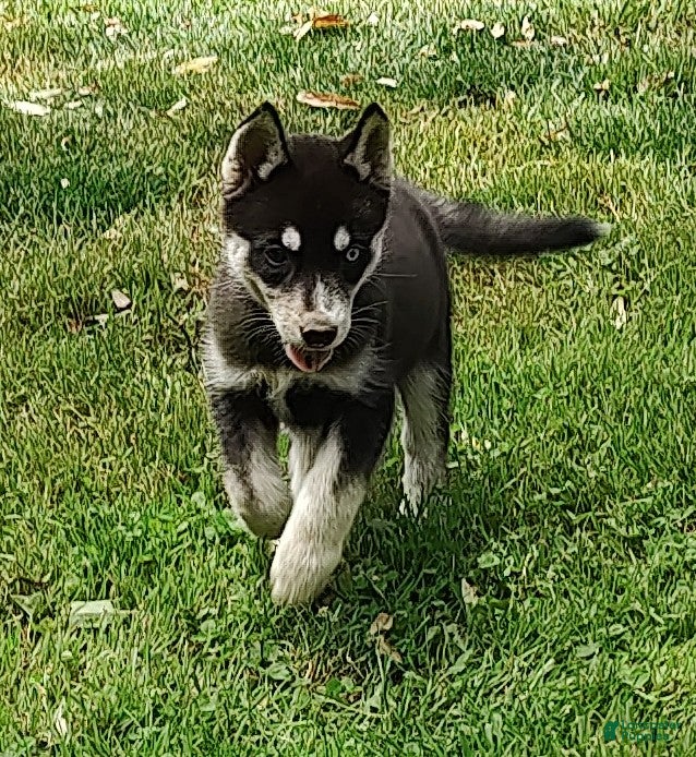 Siberian Husky dogs Sonya's female 1 - Ad 23