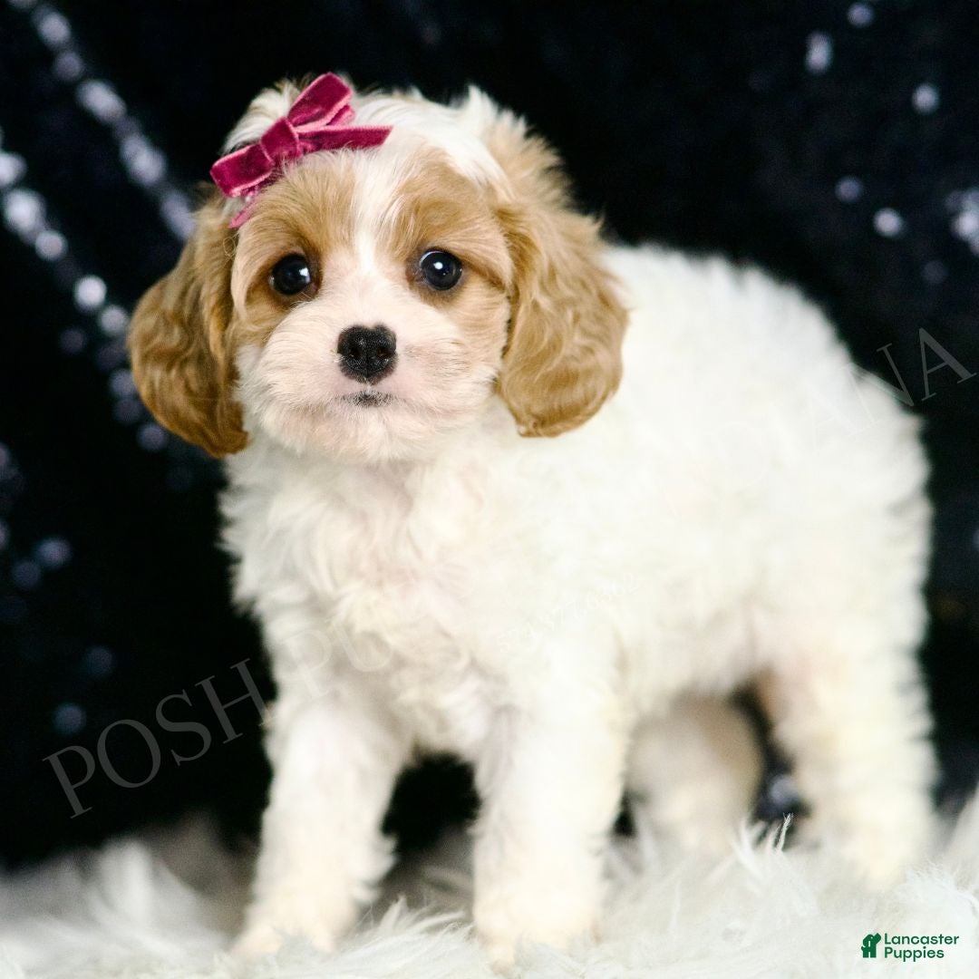 Cavapoo dogs for sale: Desiree F1  - Ad 4
