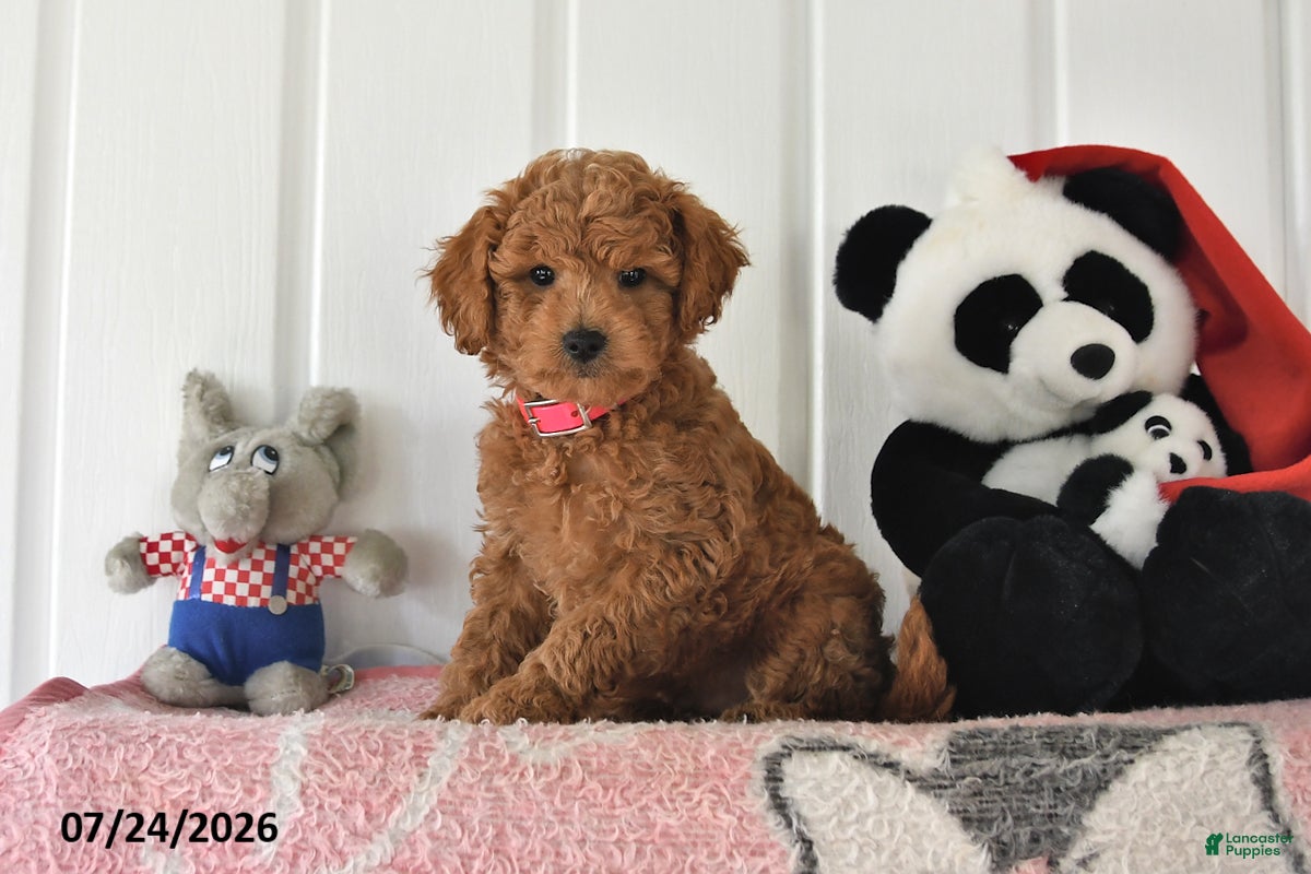 Mini Goldendoodle dogs Chase - Ad 1