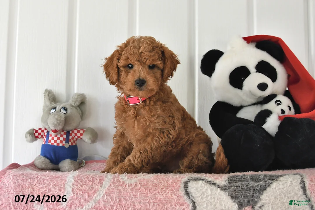 Mini Goldendoodle dogs for sale: Chase - Ad 1