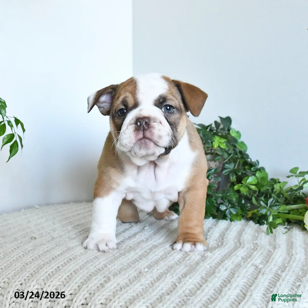 English Bulldog dogs for sale: Trixie Special Needs - Ad 2