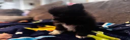 Pomeranian dogs for sale: Tater tot  - Ad 4