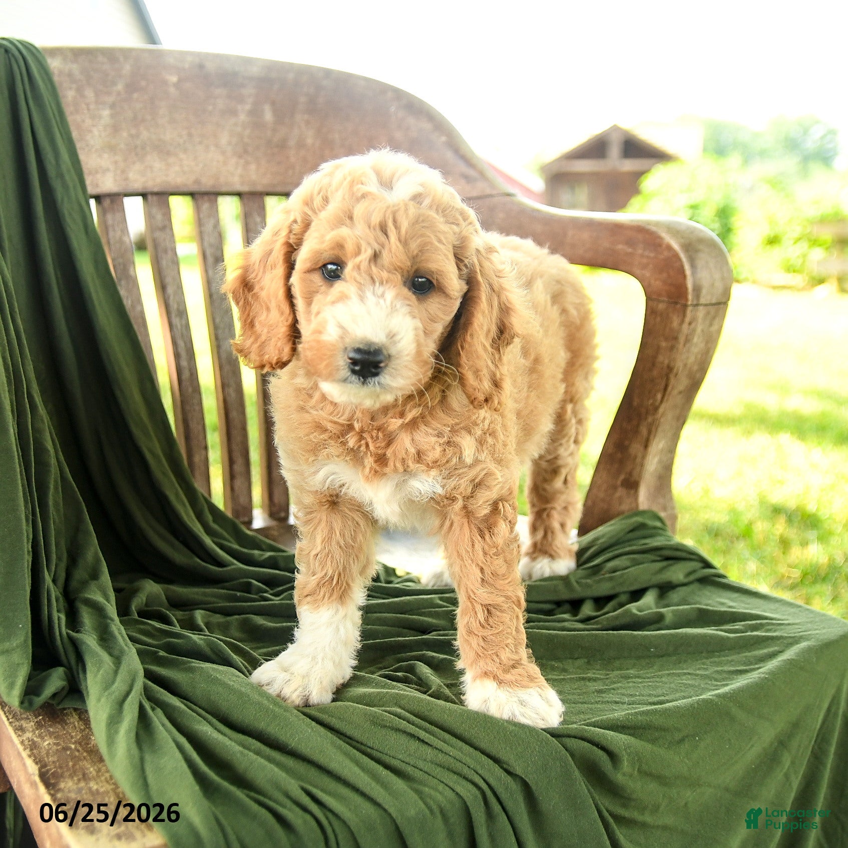 Goldendoodle dogs Branson - Ad 2