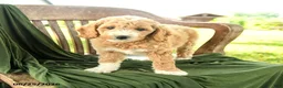 Goldendoodle dogs for sale: Branson - Ad 2
