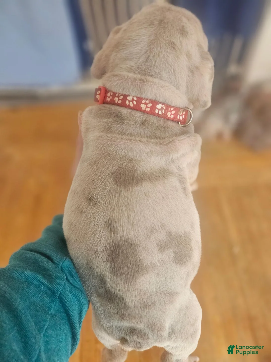 Olde English Bulldogge dogs for sale: Olde English Bulldogge 4 - Ad 1
