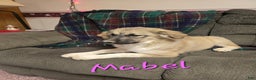 Mixed Breed dogs for sale: 🎄 Mabel - Ad 1