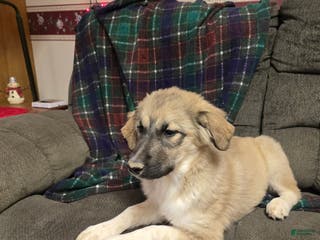 Mixed Breed dogs 🩷 Mabel - Ad 3