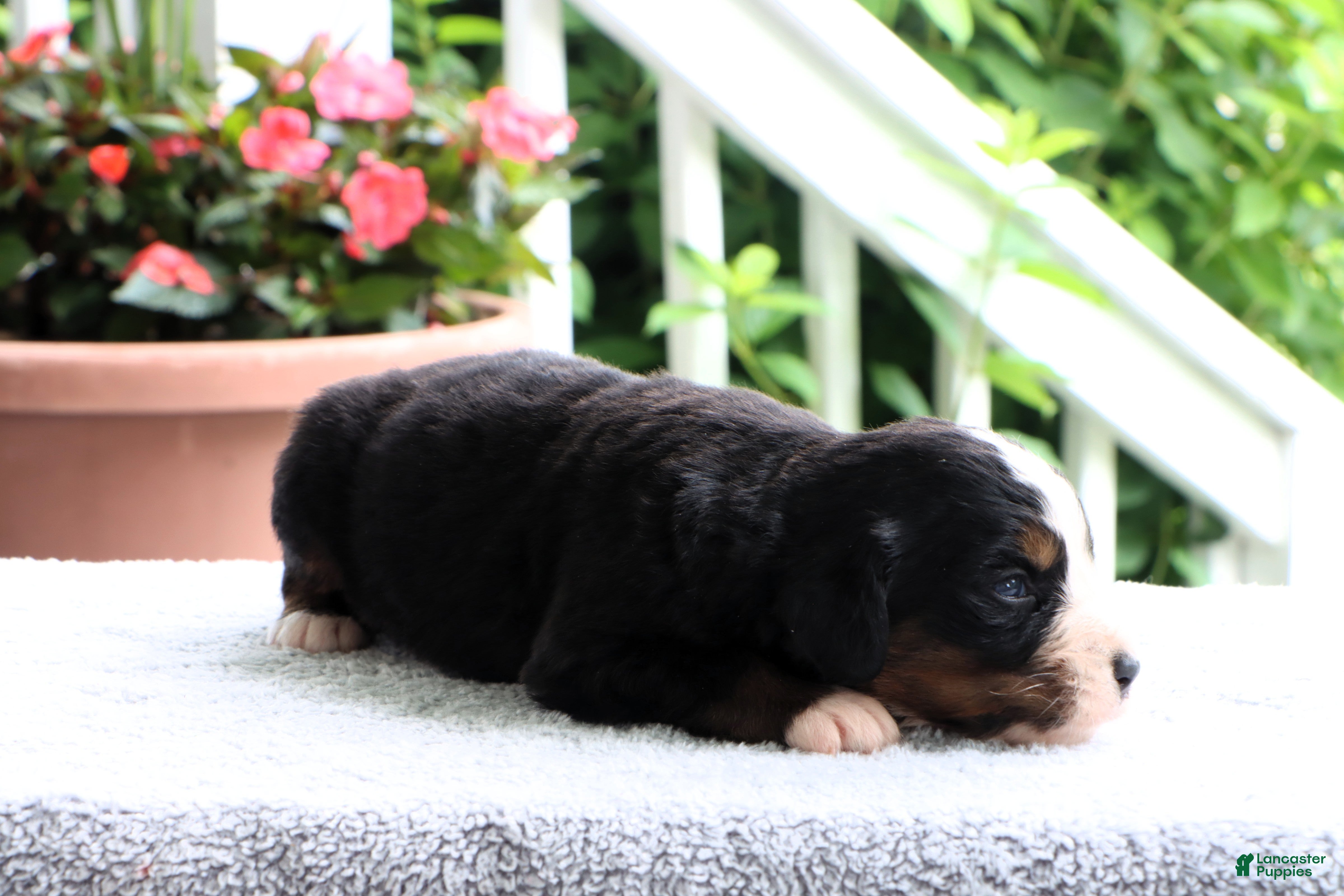 Bernese Mountain Dog dogs Kamila - Ad 2