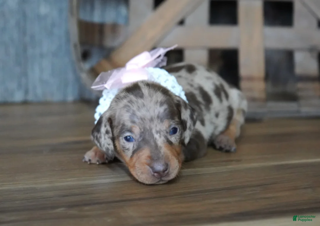 Miniature Dachshund dogs for sale: Valerie - Ad 2