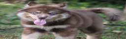 Pomsky dogs for sale: Kipper  - Ad 4