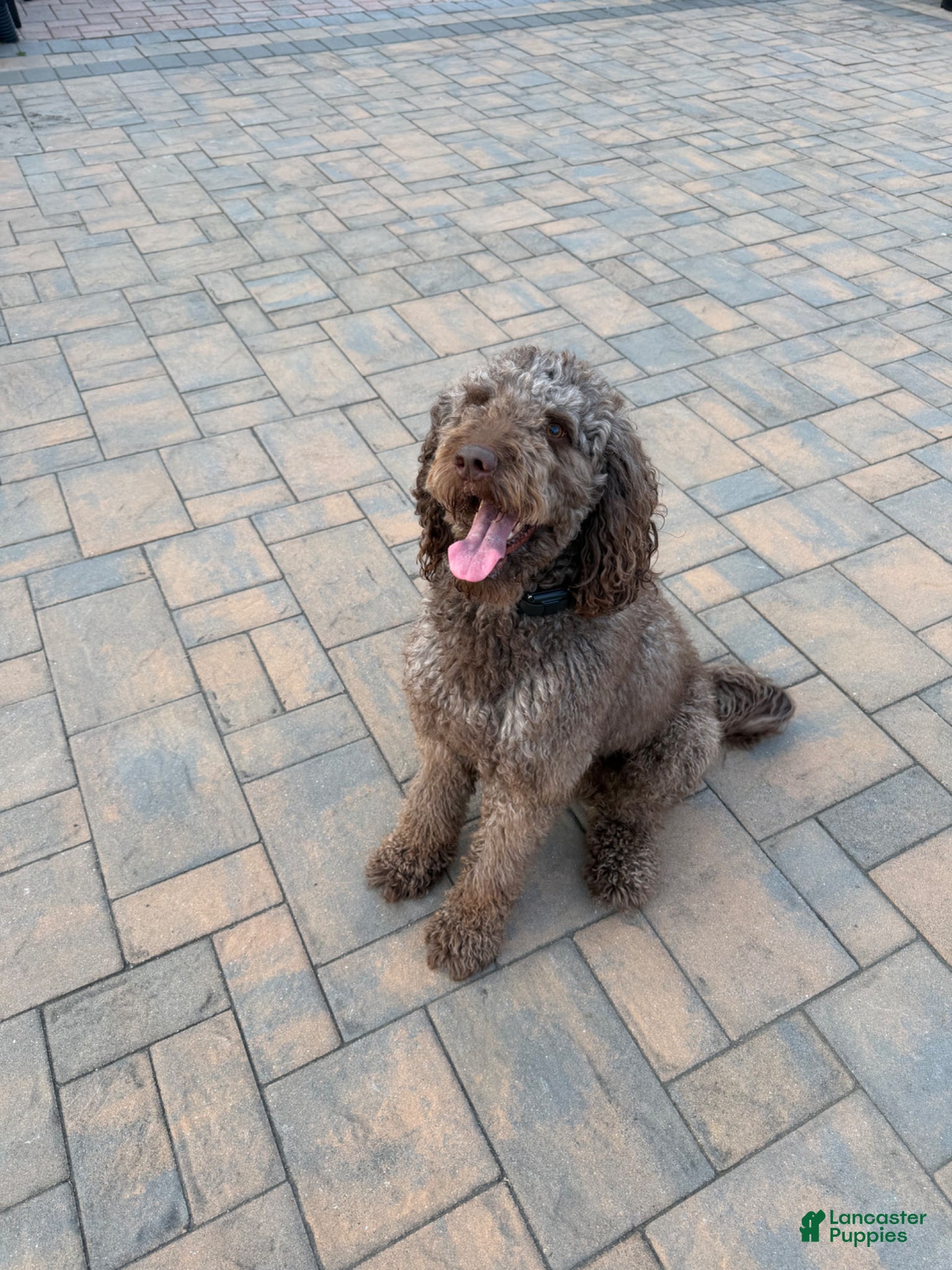 Labradoodle dogs Proven Labradoodle Stud - Ad 2