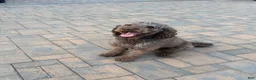 Labradoodle dogs for stud: Proven Labradoodle Stud - Ad 2